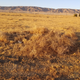 The field where the robot grabbed Bunge’s gun (LA Sheriff’s Department)